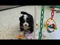 Mini Bernedoodle dogs for sale: Hopscotch - Video 1