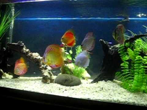 Discus Fish - The King of all Aquarium Fish