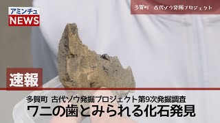 【アミンチュニュース】速報 多賀町古代ゾウ発掘プロジェクト ワニの歯とみられる化石発見