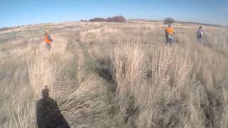 preview picture of video 'Pheasant Hunt - Miller Ranch'