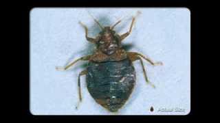 Download lagu Slank --Bangsat mp3