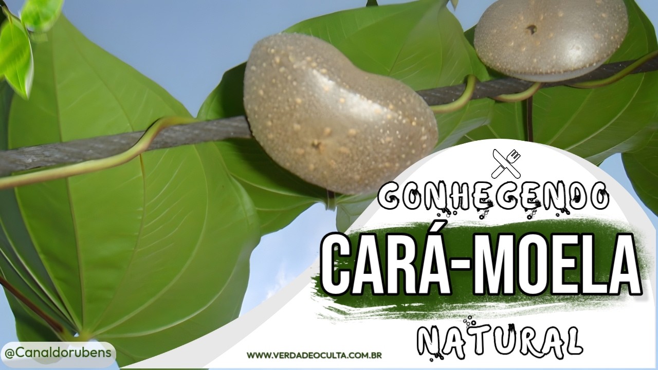 Conhecendo o cará moela natural