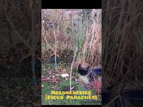 Schneller Winterschutz für Pflanzen -  0815 (Olivenbaum/Feigenbaum) überwintern