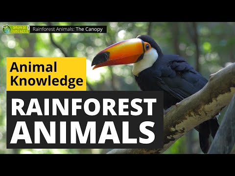 image-What animals live in the rainforest jungle?