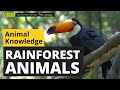 Rainforest Animals Animals For Kids Educational Video