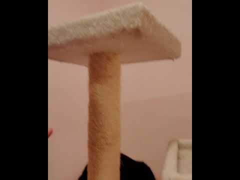 Using Vertical Space With Fearful Cats