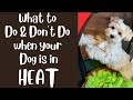 When Your Female Dog Is In Heat Do S And Don Ts