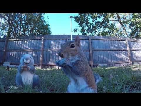 Gray Squirrels Eating up Close with Stuffed Squirrel