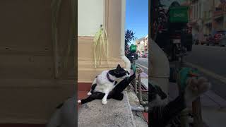 Morning shower 🐈 🇲🇾 #4kwalk #travel #catshorts #catvideos #cats