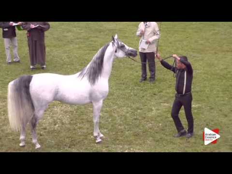 N.150 EL SOLAR - Ströhen 2015 B-Show - Stallions 4 to 6 years old (Class L)