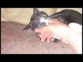 CAT REACTION WHEN I LET HER BITE MY HAND