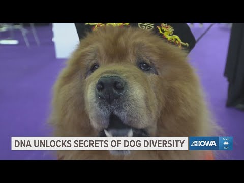 New study in dog DNA reveals closer link to wolves