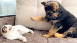 シェパード子犬 vs 子猫