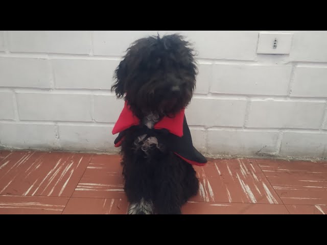 Vídeo relacionado con Capa de Disfraz de Halloween para Perro Gato, Disfraces de Halloween, Capa de Vampiro para Mascotas, Capa de Vampiro con alas de murciélago de melón, Disfraces de Cosplay para Mascotas (M)