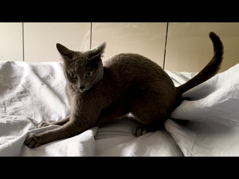 Russian Blue Cat Ekaterina Fights Her Tail