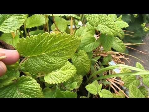 grow your own drugs in your garden with help from the BBC!