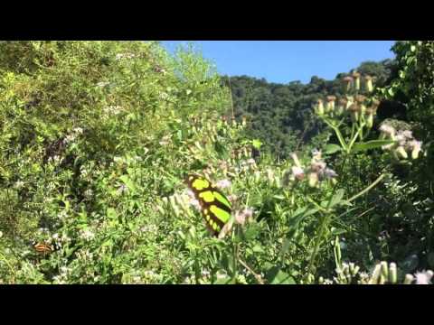 O som das borboletas