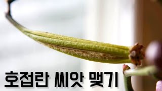 호접란 씨앗 번식법!! 호접란 수정시키기!! How to pollinate Phalaenopsis orchi…