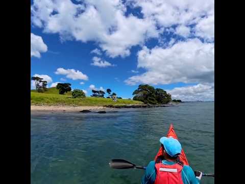 New Zealand dotterel  #birdwatching #seakayaking #birdspecies #birdphotography