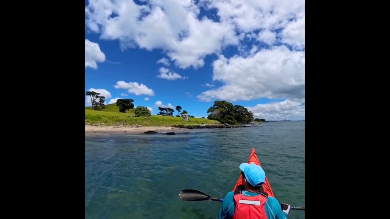 New Zealand dotterel  #birdwatching #seakayaking #birdspecies #birdphotography
