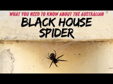 Black House Spider: What You Need to Know About This Common Australian Spider