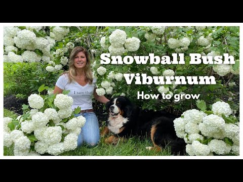 Snowball Bush Viburnum: How to Grow