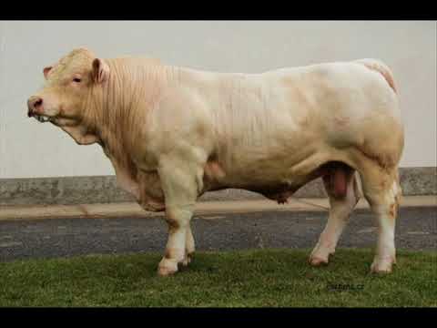 Venda táhne bejka     Atlantis