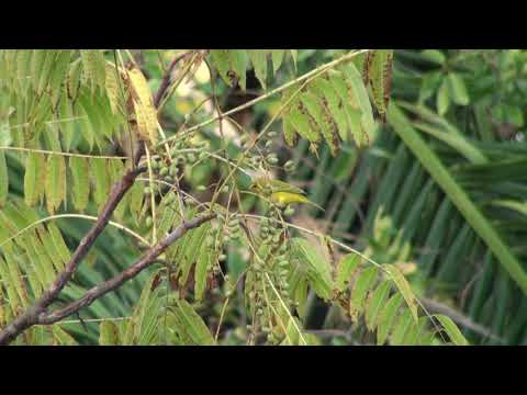Serin soufré (Crithagra sulphurata sharpii) Brimstone Canary
