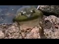 40 Seconds Of Scary Frogs