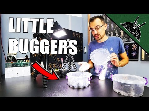 The SECRET of SUCCESSFUL VIVARIUM! Springtails care