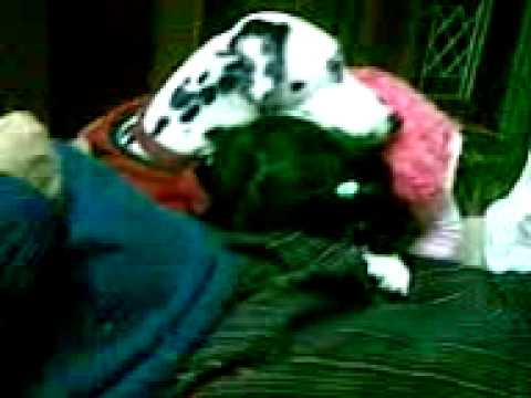 Coco AND Arshia Bawa