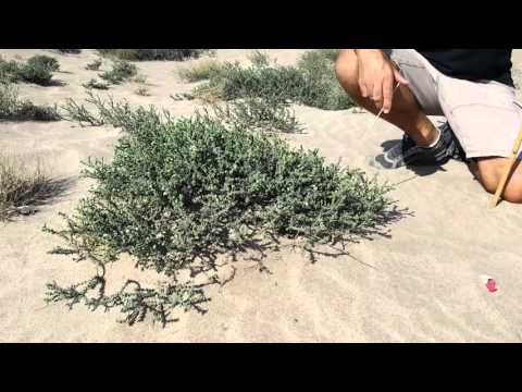 Plants of Oman-Heliotropium bacciferum