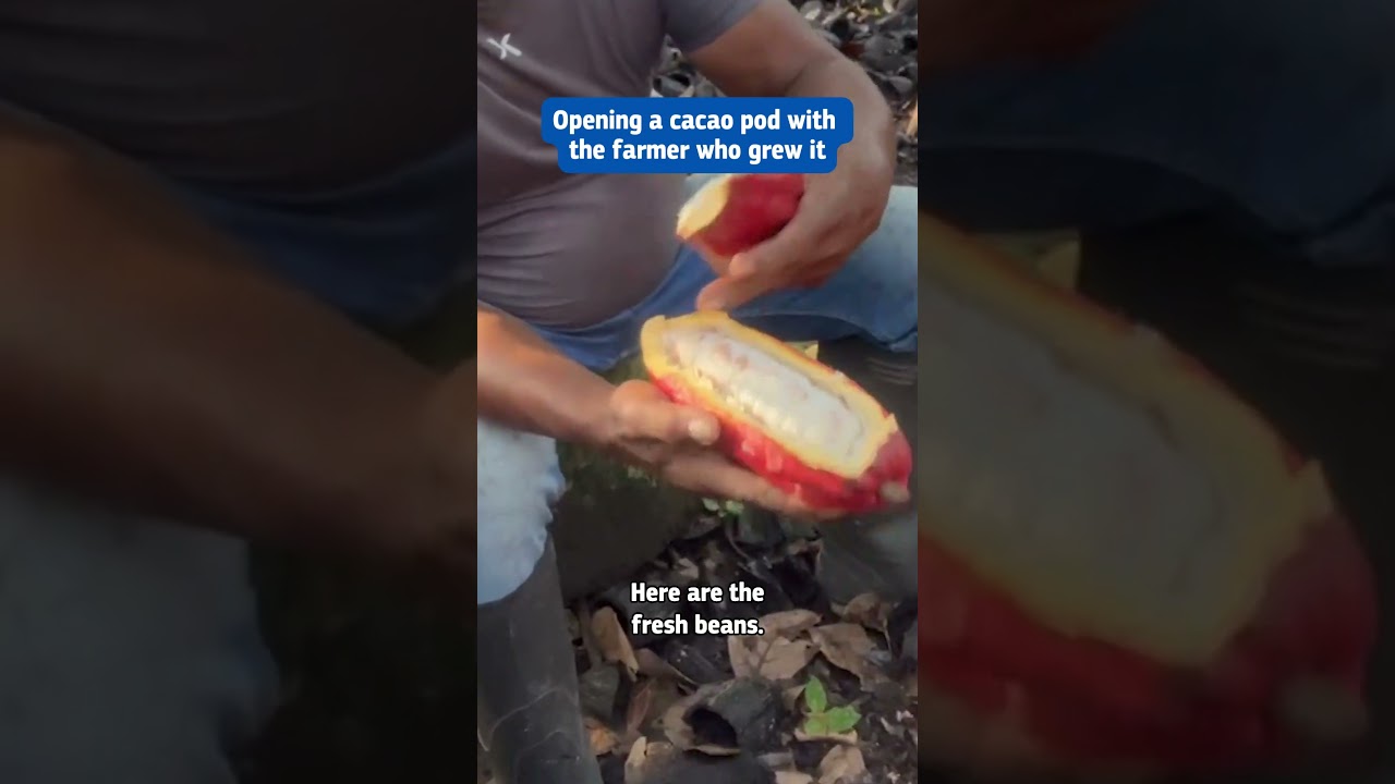 Opening a cacao pod with the farmer who grew it