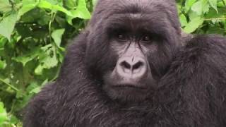 preview picture of video '“Beringei”, les gorilles du Rift - Extrait / "Beringei", Gorillas of the Rift - Extract'