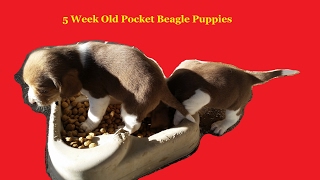 Pocket Beagle Puppies Dogs Sitting in Dish ~ Get Out of my Food