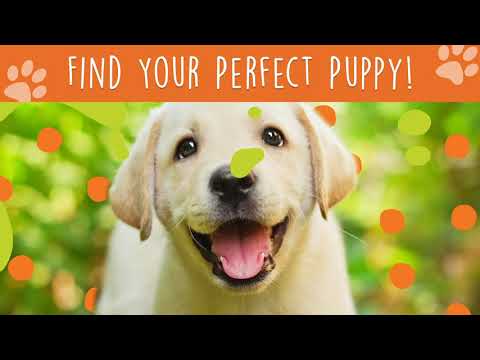 Find Your Perfect Puppy at Petland Knoxville