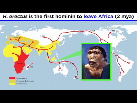 Homo erectus (Sensu Lato and Sensu Stricto)