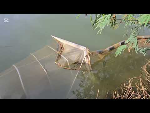 Opening day whitebait season 2025