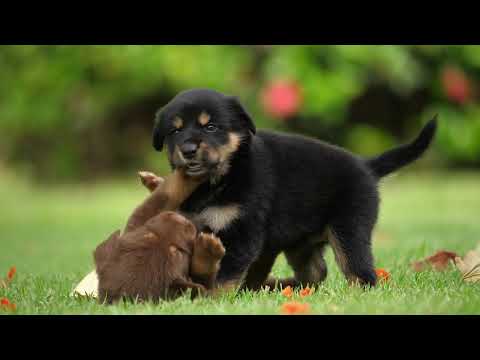 Adorable Puppy Play Fight!  Cutest Battle Ever