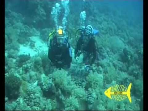 HAMMERHEAD SHARK - SUDAN - Nautica Treviso