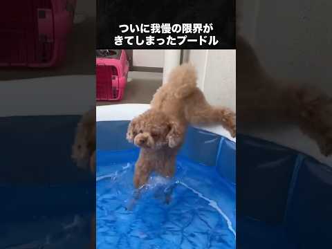 犬が幸せそうに水で遊ぶ動画 #犬 #いぬ #動物