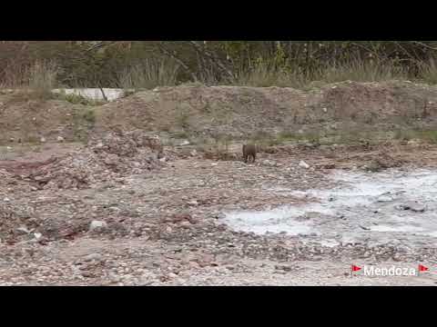 "Agouti" | Belizean Wild Rabbit