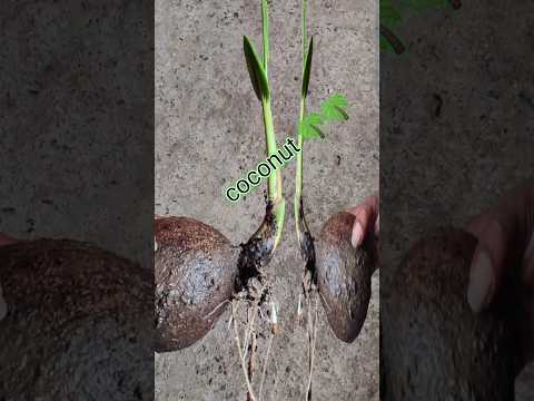 Como cultivar um coqueiro a partir de um coco #viral #garden #coconut video#grow