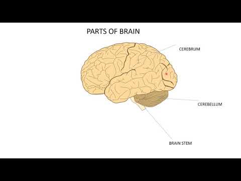 Cambridge Primary Science Stage 6 Chapter 1 1.7 What Does a Brain Do