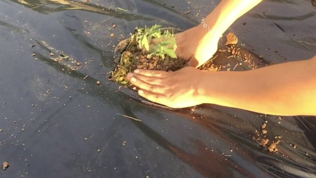 Como sembrar en plastico sobre tierra firme 😱 plan de emergencia (jardineria)