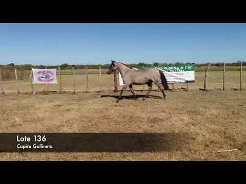 Lote Capiru Gallineta 10/2014