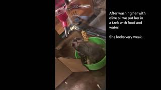 How we saved our Hamster