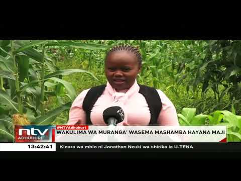 Wakulima wa Muranga' wasema mashamba hayana maji