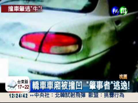 轎車車廂被撞凹 "肇逃"水牛被逮!