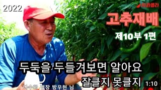 [다수확 노지고추] 툭툭 두들겨 보라.40cm도 좁아요  [제10부 1편]